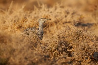 Drop hrivnaty - Chlamydotis undulata - Houbara Bustard o2894